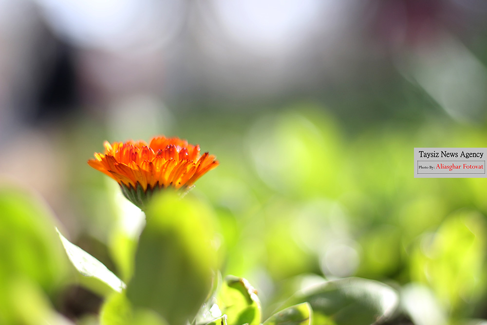 گزارش تصویری/گلهای زیبا،هدیه ای از فصل بهار