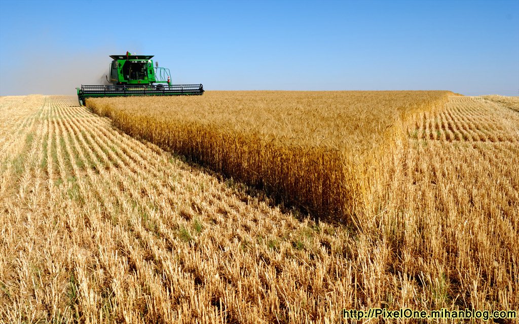 ۴۵ هزار تن گندم از کشاورزان آذربایجان شرقی خرید تضمینی شد