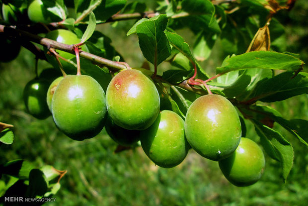 ۵ درصد میوه کشور در آذربایجان شرقی تولید می شود