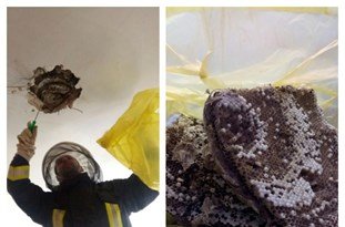 ایجاد کندو هزاران زنبور وحشی در سقف منزلی در تبریز