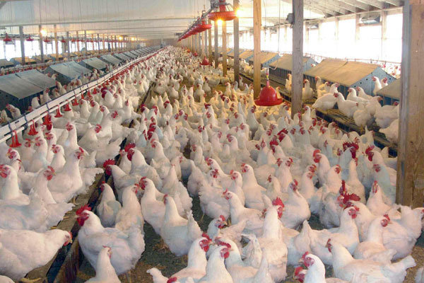 جلوگیری از فعالیت واحدهای مرغداری غیرمجاز