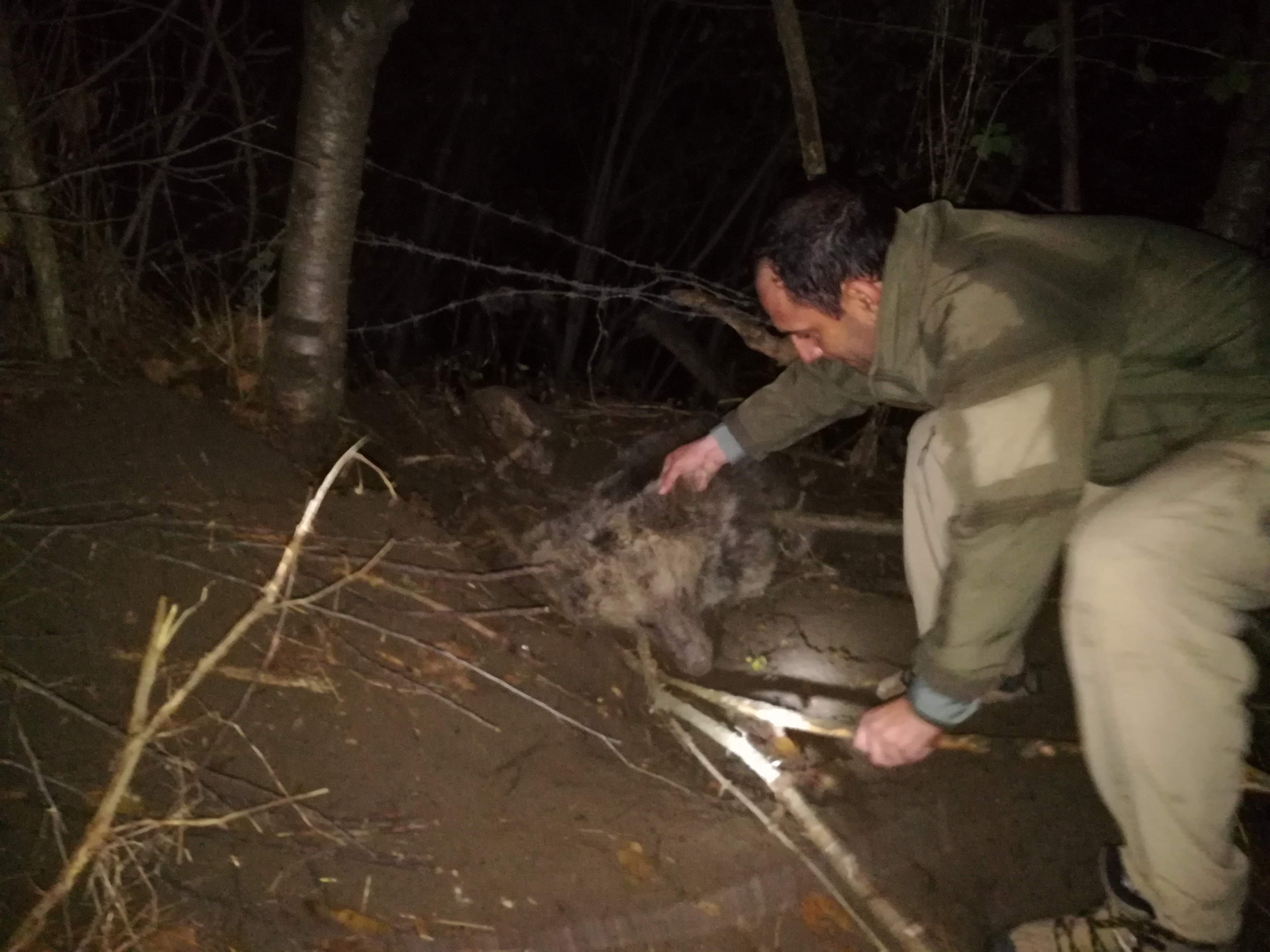 تلاش پنج ساعته برای رهاسازی خرس گرفتار در کلیبر/ هر گونه تله گذاری برای حیات وحش جرم است