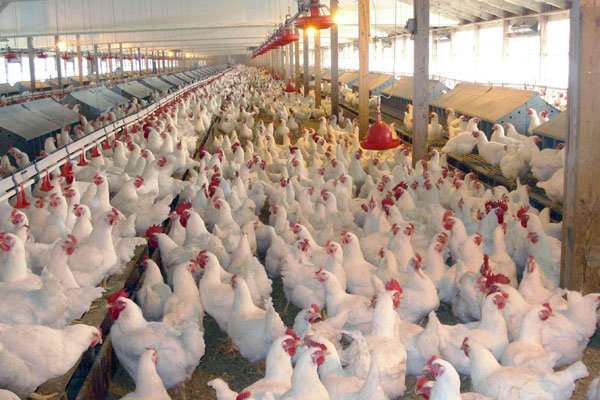 آنفلوانزای فوق حاد پرندگان در آذربایجان شرقی تحت کنترل است