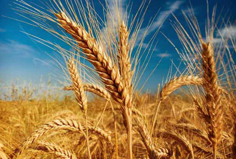استاندارآذربایجان‎شرقی: هیچ شخصی حق خارج کردن گندم از آذربایجان شرقی را ندارد