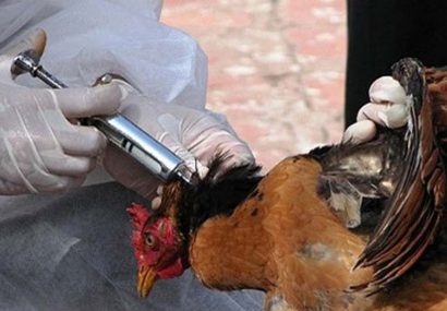 از سوی معاون سلامت اداره کل دامپزشکی استان: تایید مشاهده آنفلوآنزای پرندگان در آذربایجان شرقی