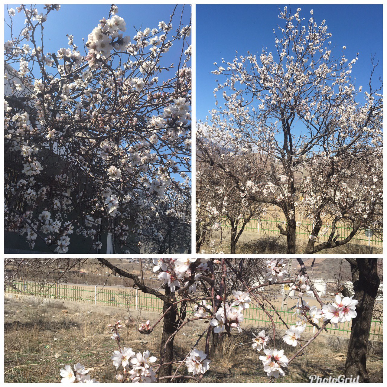 رویش اولین شکوفه های بهاری درختان در منطقه آزاد ارس مرکز نوردوز
