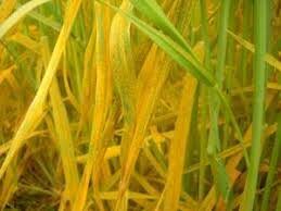 مشاهده بیماری زنگ زرد در مزارع گندم آذربایجان شرقی  شرقی مدیر امور زراعت