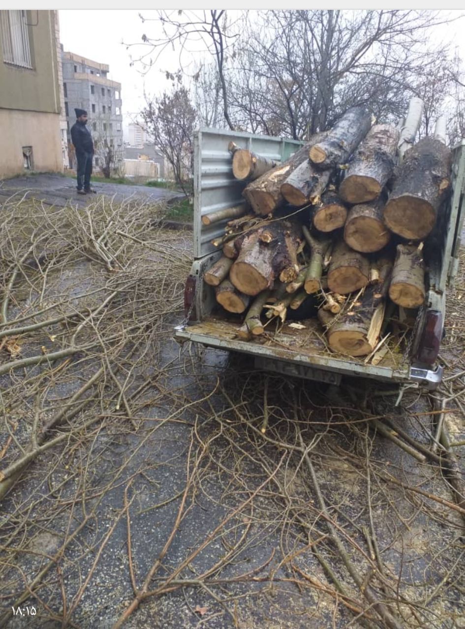 تشکیل پرونده برای قطع کنندگان درختان مجتمع نگین پارک تبریز