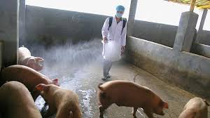 احتمال همه‌گیری آنفولانزای جدید خوکی