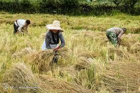 رئیس سازمان جهاد کشاورزی مازندران: امسال برنج وارد می‌شود؟