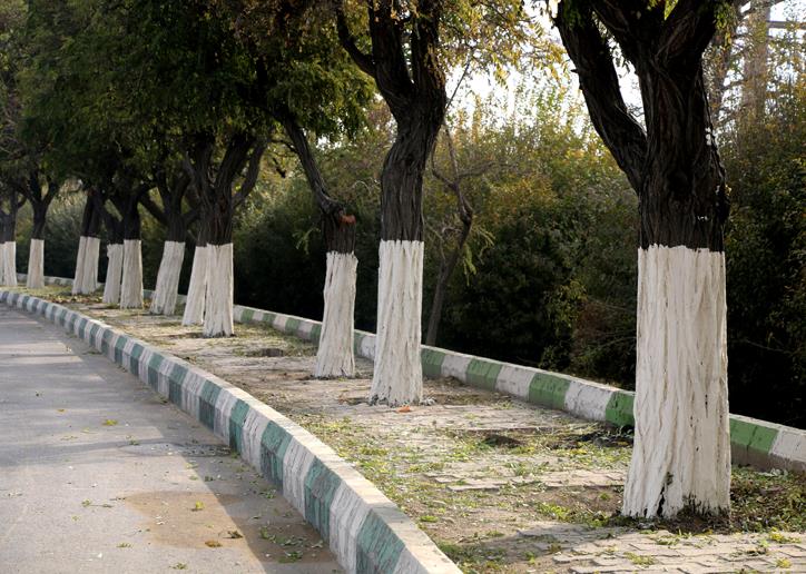 اندودكاري بيش از ۱۶ هزار اصله درخت توسط شهرداري منطقه ۴ تبريز