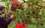 رتبه سوم ایران با تولید ۴٫۱ میلیون تن سیب در دنیا/رفع موانع صادراتی محصول سیب