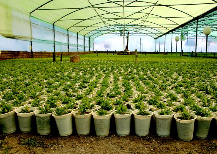 تولید بیش از ۱۱۵ هزار نشاء انواع گل طی چهار ماه در شهرداری منطقه چهار تبریز