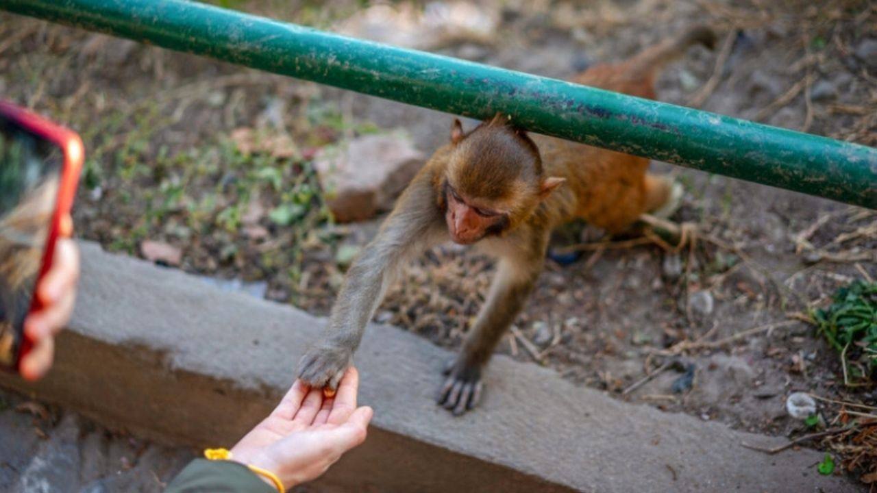 میمون‌های اندونزی به سارقان حرفه‌ای تبدیل