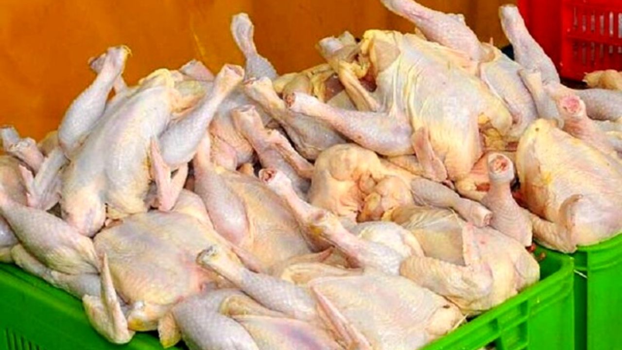 قیمت واقعی مرغ: ۲۳ تا ۲۴ هزار تومان