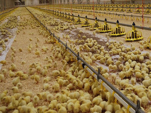 قتل عام مرغها بعد از دریافت دان یارانهای!