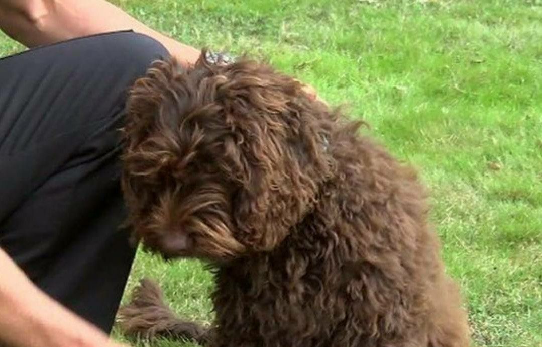 سگ آتش نشان یک زن را از خودکشی نجات داد