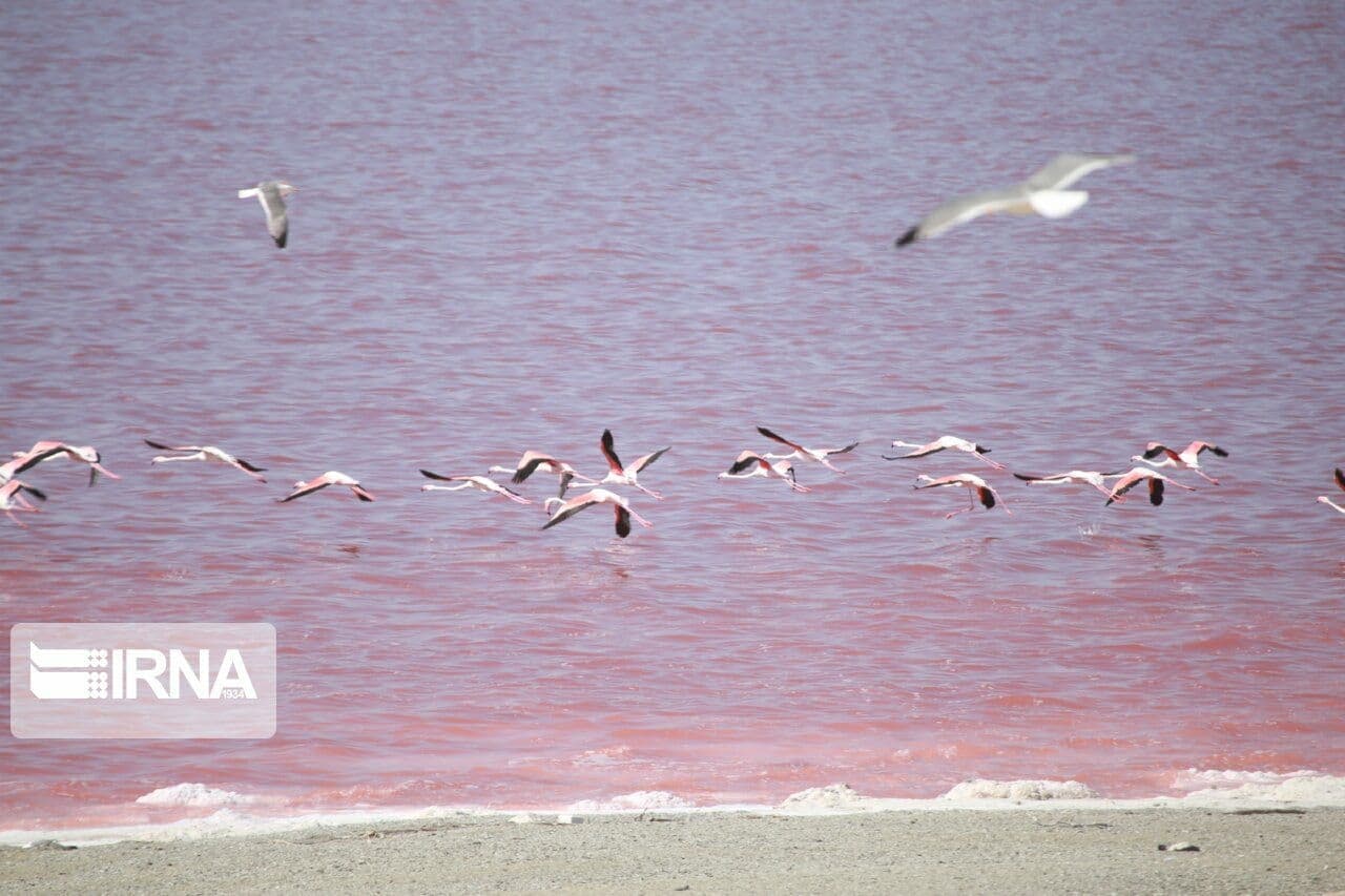 علت تغییر رنگ دریاچه ارومیه رشدنوعی جلبک بومی است