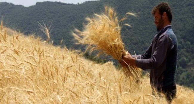 خرید تضمینی گندم به بالای ۴ میلیون تن رسید/ گرانی نان ارتباطی به گندم ندارد