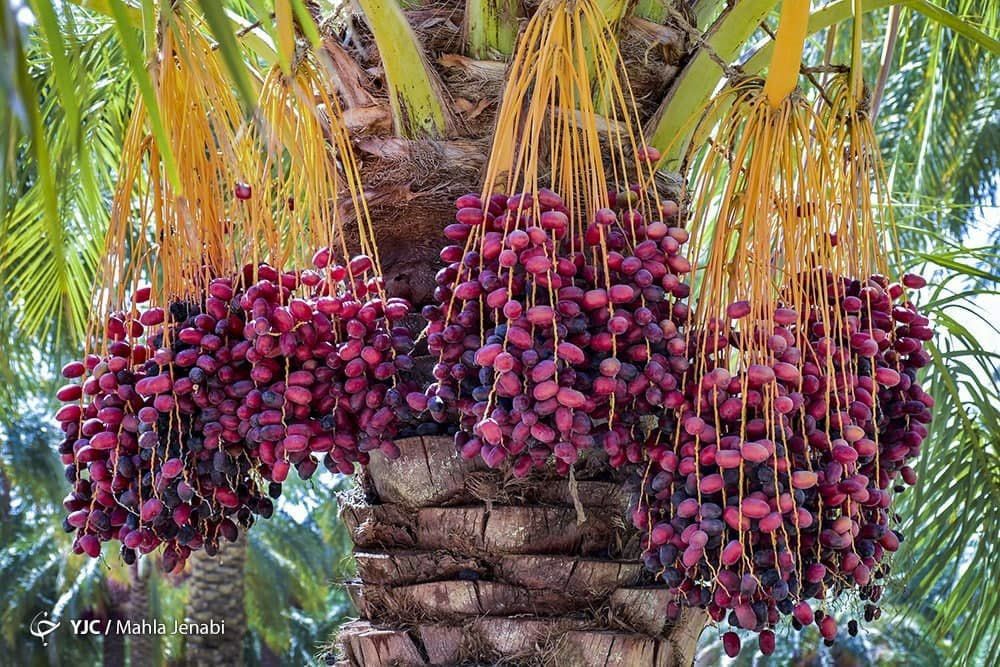 کاهش ۱۵ درصدی تولید خرما / هر کیلو پیارم ۷۰ هزار تومان
