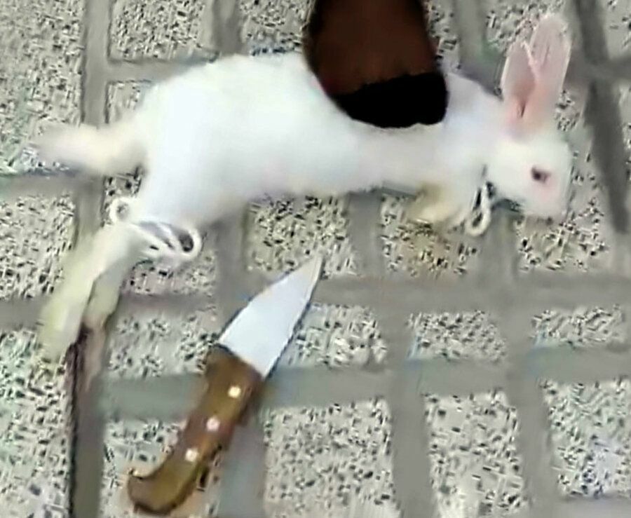 پلیس فتا به ماجرای حیوان کشی زنان ورود کرد