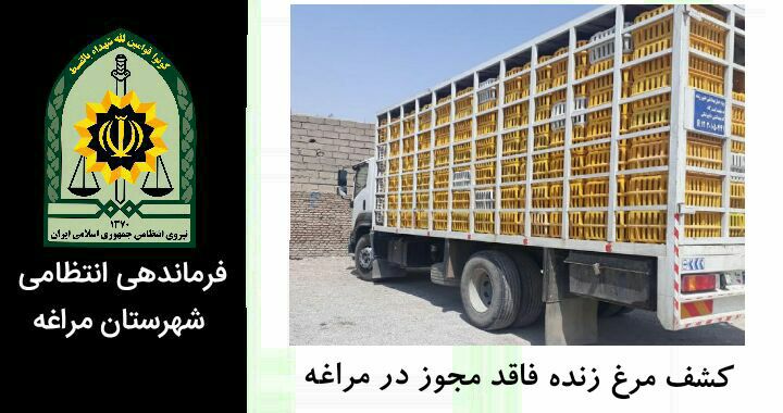 کشف ۵ تُن مرغ زنده فاقد مجوز در مراغه فرمانده انتظامی