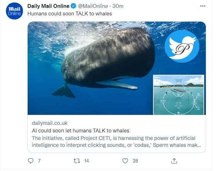 انسان به زودی با نهنگ‌ صحبت می‌کند
