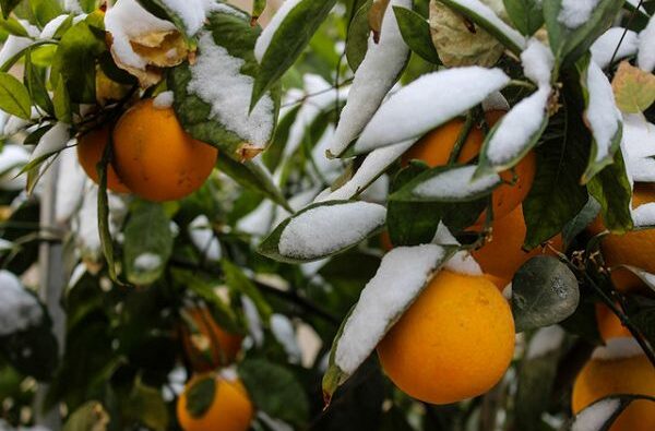هشدار خطر یخ‌زدگی محصولات کشاورزی در ۳ استان