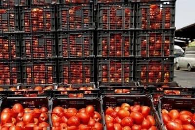قیمت گوجه فرنگی دوباره بالا رفت