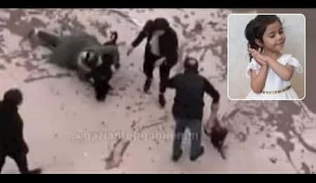 دستور اردوغان برای جمع آوری سگهای ولگرد