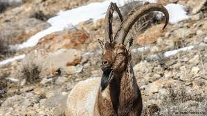 آغاز سرشماری حیات‌وحش منطقه حفاظت‌شده قره‌داغ