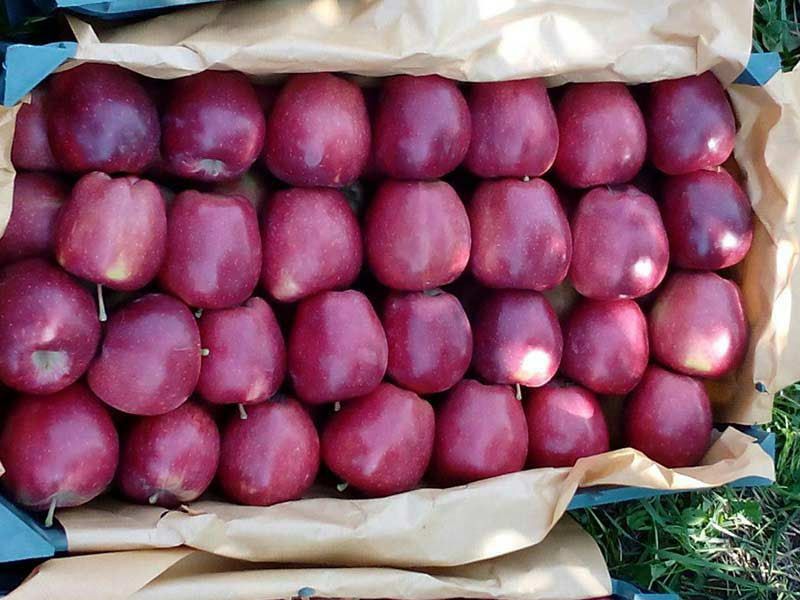 نماینده مجلس: صادرات مستقیم سیب به روسیه از امروز آغاز می‌شود