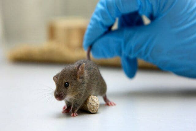 سویه‌های جدید کرونا موش‌ها را آلوده می‌کند