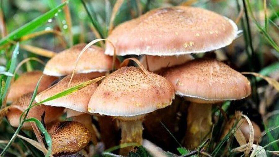 هشدار اورژانس آذربایجانشرقی نسبت به مصرف قارچهای طبیعی