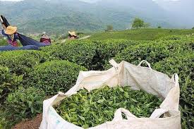 سندیکای کارخانجات چای:چای ۵۰ درصد گران می‌شود