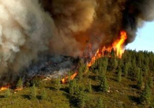 مدیرکل منابع طبیعی و آبخیزداری: آتش‌سوزی در جنگل‌های خداآفرین شبانه اطفاء شد