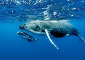 آواز نهنگ‌ها ۸۰۰۰ کیلومتر بسامد دارد