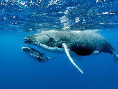 آواز نهنگ‌ها ۸۰۰۰ کیلومتر بسامد دارد