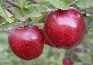آذربایجان شرقی دومین قطب تولید سیب کشور