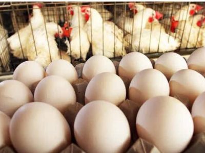 فرآوری تخم مرغ بصورت دانش بنیان در تبریز برای نخستین بار در خاورمیانه