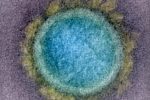 آمریکا سویه کشنده‌تر ویروس کووید را تولید کرد