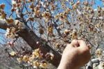 خسارت سرمازدگی به ۱۶۵۷۵ هکتار از باغات آذربایجان شرقی