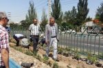 جاده تهران با کاشت ۶۰ هزار بوته رز و نسترن به مسیری زیبا و دلنشین تبدیل می‌شود