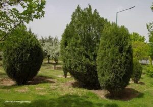 هرس و فرم ‌دهی درختان سرو خمره‌ای در سطح تبریز