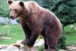 حمله خرس به ۳ نفر از اهالی یک روستا در سراب