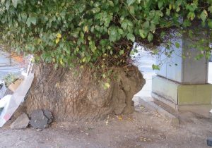 چندوچون حفاظت از درخت نارونِ ثبت ملی مراغه