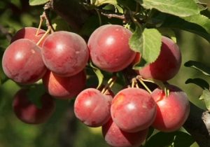 تعطیلی جشنواره‌ها در قطب تولید میوه آذربایجان‌‍شرقی