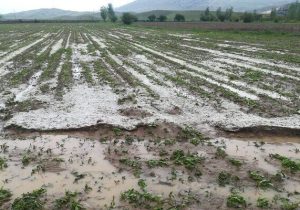 غرامت کشاورزان خسارت دیده آذربایجان‌شرقی تا ۱۰ روز آینده پرداخت می‌شود