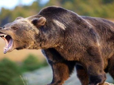 حمله خرس قهوه‌ای سه روستایی را در میانه زخمی کرد