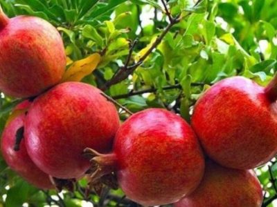 ثبت جشنواره انار «مردانقم» خداآفرین در تقویم رویدادهای گردشگری کشور